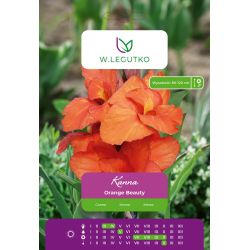 Kanna Orange Beauty pomarańczowa 1szt. - Cebule i Kłącza - W. Legutko