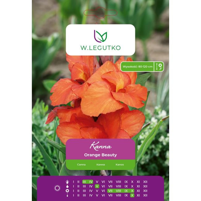 Kanna Orange Beauty pomarańczowa 1szt. - Cebule i Kłącza - W. Legutko