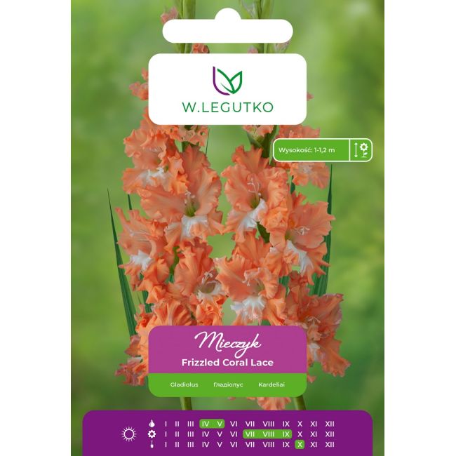 Mieczyk Frizzled Coral Lace pomarańczowy z białym śr. 5szt. - Cebule i Kłącza - W. Legutko