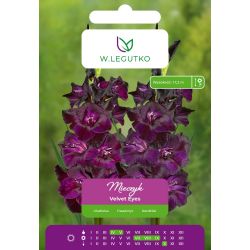 Mieczyk Velvet Eyes fioletowy 5szt. - Cebule i Kłącza - W. Legutko