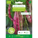 Fasola zwykła BIO Borlotto lingua di fuoco 3 30g - Nasiona - W. Legutko
