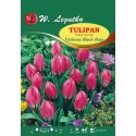 Tulipan botaniczny - Violacea Black Base -  purpurowofioletowy - Cebule i Kłącza - W. Legutko