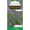 Lawenda lekarska 0.20g - Nasiona - W. Legutko