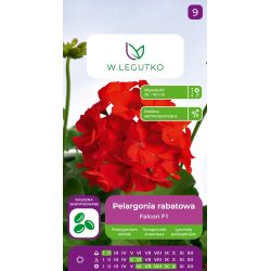 Pelargonia rabatowa Falcon F1białe 5szt. - Rośliny ozdobne jednoroczne - W. Legutko
