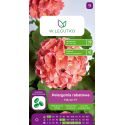 Pelargonia rabatowa Falcon F1Salmon łososiowe 5szt. - Rośliny ozdobne jednoroczne - W. Legutko