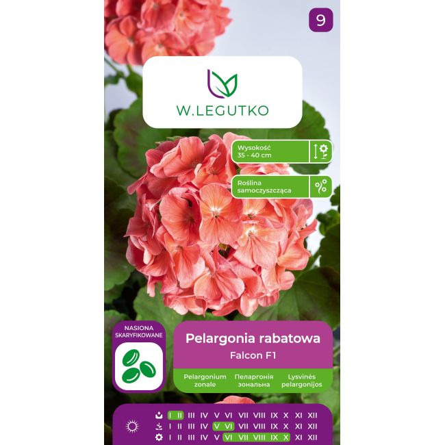 Pelargonia rabatowa Falcon F1Salmon łososiowe 5szt. - Rośliny ozdobne jednoroczne - W. Legutko