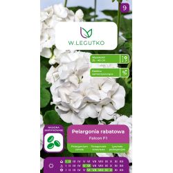 Pelargonia rabatowa Falcon F1 białe 5szt. - Rośliny ozdobne jednoroczne - W. Legutko
