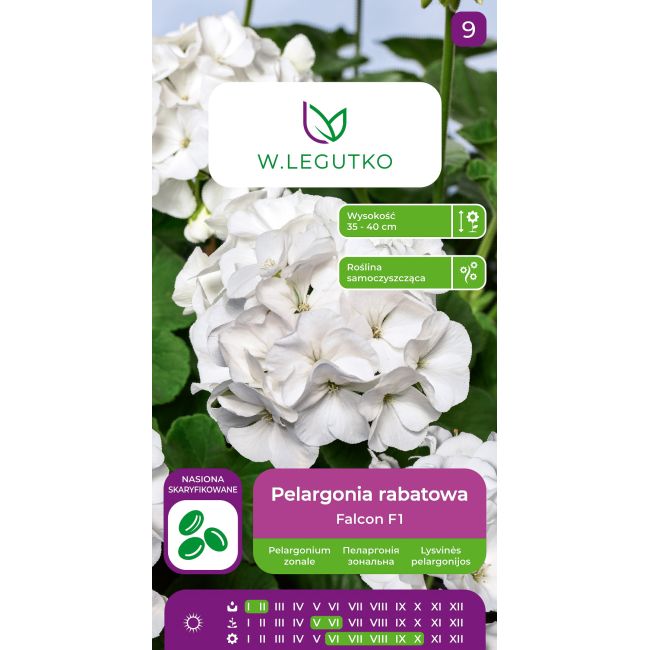 Pelargonia rabatowa Falcon F1 białe 5szt. - Rośliny ozdobne jednoroczne - W. Legutko
