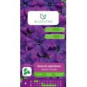 Petunia ogrodowa Mistral F1 Violet fioletowa 10szt. - Nasiona - W. Legutko