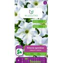 Petunia ogrodowa Mistral F1 White biała 10szt. - Nasiona - W. Legutko