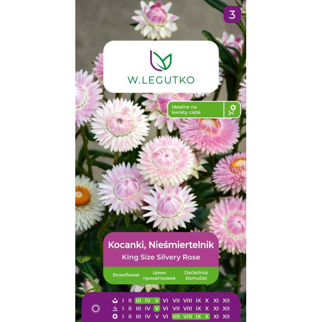 Kocanki, Nieśmiertelnik King Size Silvery Rose różowe 0.50g - Nasiona - W. Legutko