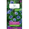 Len wielkokwiatowy Blue Dress niebieski 0.50g - Nasiona - W. Legutko