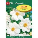 Dalia ogrodowa - Diana - pojedyncza rabatowa - biała - Cebule i Kłącza - W. Legutko