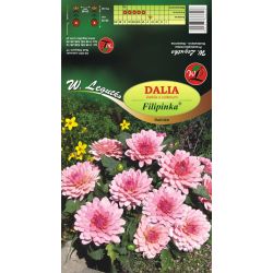 Dalia Filipinka różowa 1szt. - Cebule i Kłącza - W. Legutko