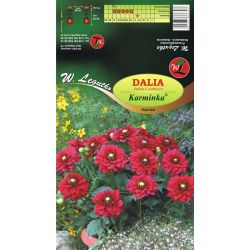 Dalia Karminka szkarłatna 1szt. - Cebule i Kłącza - W. Legutko
