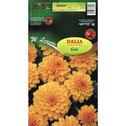 Dalia Gea miodowo-żółta 1szt. - Cebule i Kłącza - W. Legutko