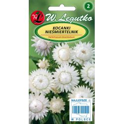 Kocanki, Nieśmiertelnik białe 1g - Nasiona - W. Legutko Kocanki, Nieśmiertelnik białe 1g - Nasiona - W. Legutko