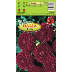 Dalia Letta wiśniowo-fioletowa 1szt. - Cebule i Kłącza - W. Legutko