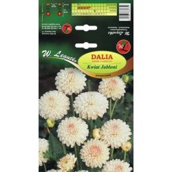 Dalia Kwiat Jabłoni jasnoróżowa 1szt. - Cebule i Kłącza - W. Legutko