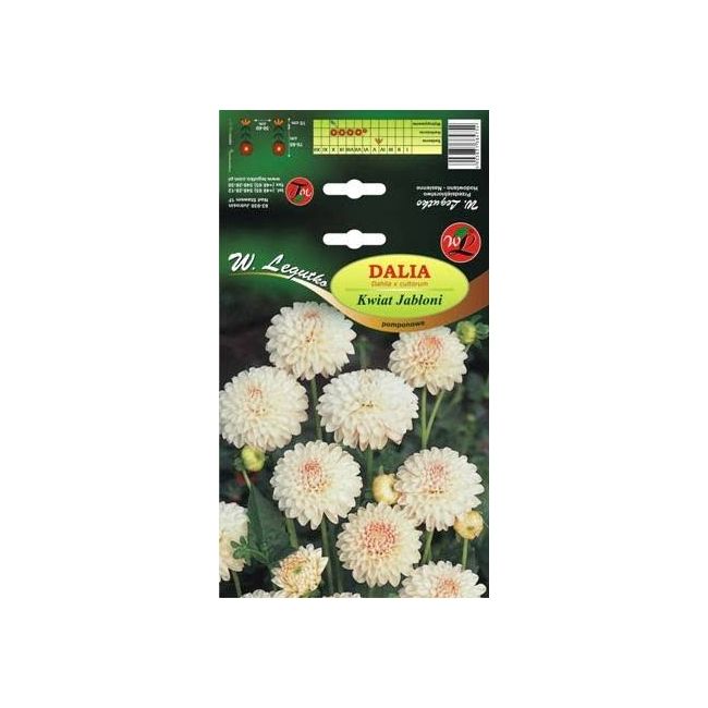 Dalia ogrodowa - Kwiat Jabłoni - kaktusowa rabatowa - jasnoróżowa - Cebule i Kłącza - W. Legutko