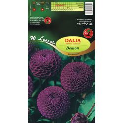 Dalia Demon fioletowa 1szt. - Cebule i Kłącza - W. Legutko