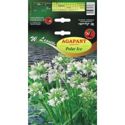 Agapant Polar Ice biały 1szt. - Cebule i Kłącza - W. Legutko Agapant Polar Ice biały 1szt. - Cebule i Kłącza - W. Legutko