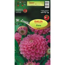 Dalia Petra różowa 1szt. - Cebule i Kłącza - W. Legutko