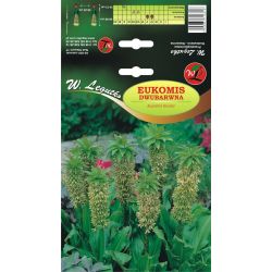 Eukomis dwubarwna różowo-zielony 1szt. - Cebule i Kłącza - W. Legutko