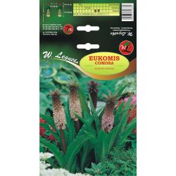 Eukomis comosa różowy 1szt. - Cebule i Kłącza - W. Legutko