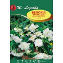 Begonia - bulwiasta zwisająca - biała - Cebule i Kłącza - W. Legutko