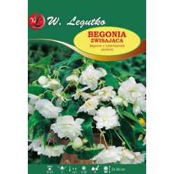 Begonia bulwiasta zwisająca biała 2szt. - Cebule i Kłącza - W. Legutko