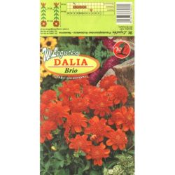 Dalia Brio pomarańczowa 1szt. - Cebule i Kłącza - W. Legutko