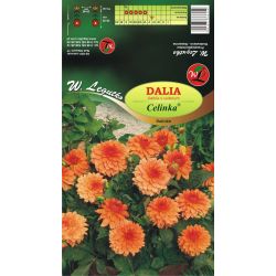 Dalia Celinka pomarańczowa 1szt. - Cebule i Kłącza - W. Legutko