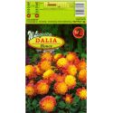 Dalia ogrodowa - Honey - anemonowa - Cebule i Kłącza - W. Legutko