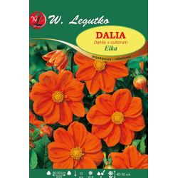 Dalia Elka pomarańczowa 1szt. - Cebule i Kłącza - W. Legutko