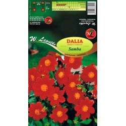 Dalia Samba czerwona 1szt. - Cebule i Kłącza - W. Legutko