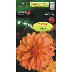 Dalia Aurora łososiowo-żółta 1szt. - Cebule i Kłącza - W. Legutko