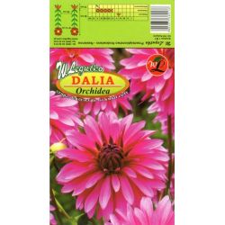 Dalia Orchidea różowa 1szt. - Cebule i Kłącza - W. Legutko