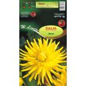 Dalia ogrodowa - Aura - kaktusowa wysoka - żółta - Cebule i Kłącza - W. Legutko