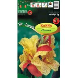 Kanna Cleopatra żółto-pomarańczowa 1szt. - Cebule i Kłącza - W. Legutko