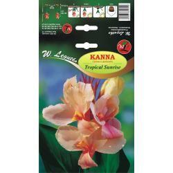 Kanna Tropical Sunrise morelowa 1szt. - Cebule i Kłącza - W. Legutko