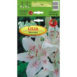 Lilia Muscadet biała, nakrapiana 1szt. - Cebule i Kłącza - W. Legutko