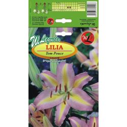 Lilia Tom Pouce różowo-żółto-biała 1szt. - Cebule i Kłącza - W. Legutko