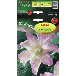 Lilia Soft Music biała z różowym odc. 1szt. - Cebule i Kłącza - W. Legutko