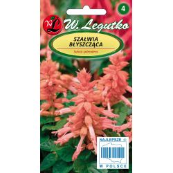 Szałwia błyszcząca łososiowa 0.30g - Nasiona - W. Legutko