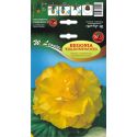 Begonia bulwiasta - wielkokwiatowa - żółta - 1szt. - Cebule i Kłącza - W. Legutko