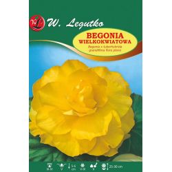 Begonia bulwiasta wielkokw. żółta 2szt. - Cebule i Kłącza - W. Legutko Begonia bulwiasta wielkokw. żółta 2szt. - Cebule i Kłącza - W. Legutko