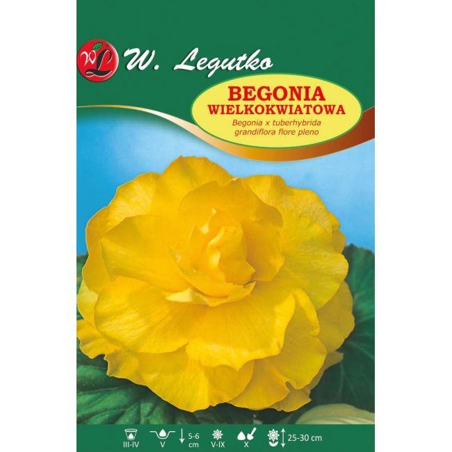 Begonia bulwiasta - wielkokwiatowa - żółta - 1szt. - Cebule i Kłącza - W. Legutko