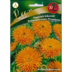Nagietek lekarski Orangestrahlen pomarańczowy 3g - Nasiona - W. Legutko Nagietek lekarski Orangestrahlen pomarańczowy 3g - Nasiona - W. Legutko