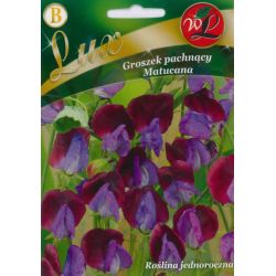 Groszek pachnący Matucana niebiesko-purpurowy 5g - Nasiona - W. Legutko
